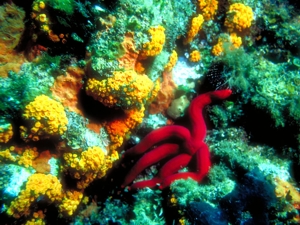 Diving_Punta Bassana