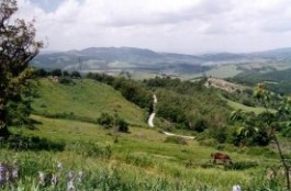 Natura vicino Radicondoli